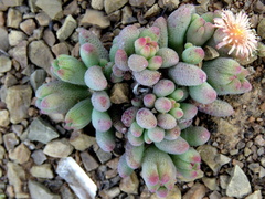 Mesembryanthemum resurgens