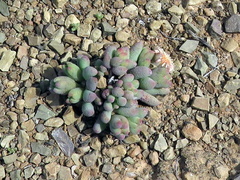 Mesembryanthemum resurgens