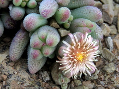 Mesembryanthemum resurgens