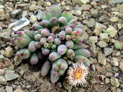 Mesembryanthemum resurgens
