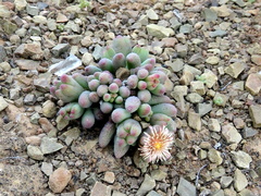 Mesembryanthemum resurgens