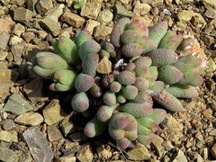 Mesembryanthemum resurgens