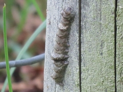 Catocala sponsa