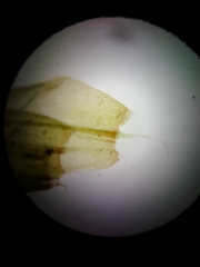 Sarmentypnum exannulatum