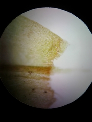 Sarmentypnum exannulatum