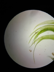 Sarmentypnum exannulatum