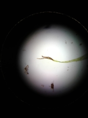 Sarmentypnum exannulatum