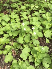 Viola canadensis scopulorum