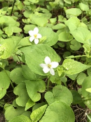 Viola canadensis scopulorum