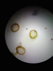 Sarmentypnum exannulatum