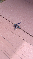 Physocephala floridana