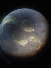 Sarmentypnum exannulatum