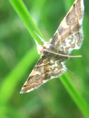 Anageshna