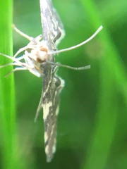 Anageshna
