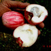 Syzygium malaccense - Photo (c) Ahmad Fuad Morad, μερικά δικαιώματα διατηρούνται (CC BY-NC-SA)