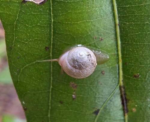 Pleuropoma observed 2026-10-31
