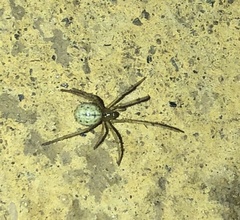 Enoplognatha ovata