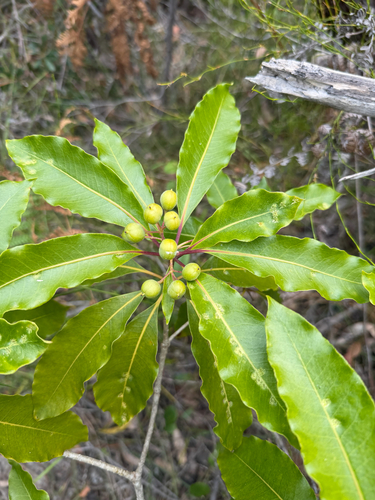Pittosporum observed 2026-10-31