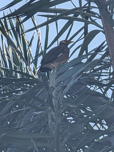 Acridotheres tristis observed 2026-10-31