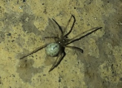 Enoplognatha ovata