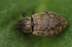 Barynotus obscurus