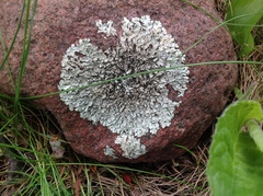 Xanthoparmelia stenophylla