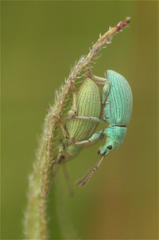 Phyllobius virideaeris