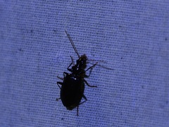 Platynus tenuicollis