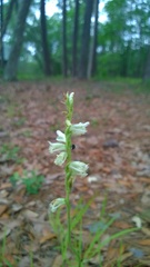 Spiranthes praecox