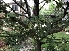 Styracaceae