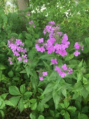 Hesperis matronalis