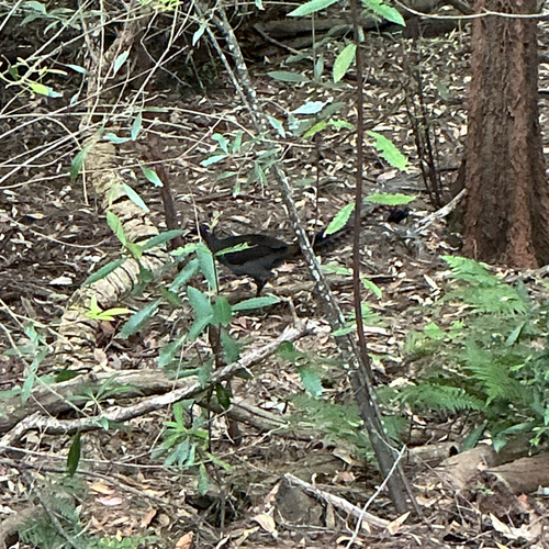 Aves observed 2026-10-31