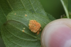 Puccinia coronata
