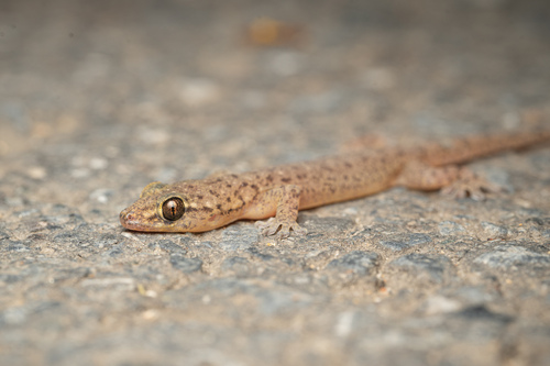 Gehyra mutilata observed 2026-10-28