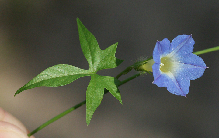 Ipomoea barbatisepala