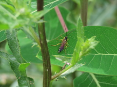 Ichneumon ambulatorius