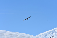 Stercorarius antarcticus