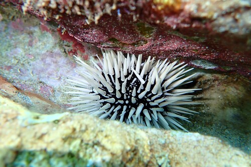 Echinometra mathaei observed 2026-10-25