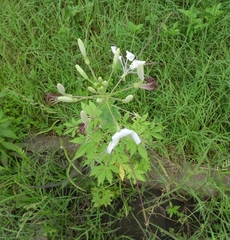 Tarenaya longicarpa