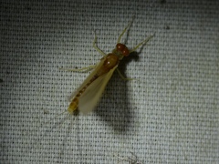 Ephemerella invaria