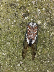 Neotibicen lyricen virescens image