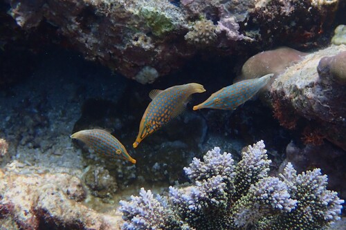 Oxymonacanthus longirostris observed 2026-10-25