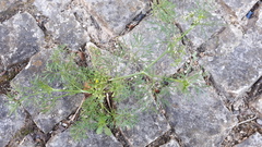 Cyclospermum