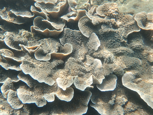 Echinopora lamellosa observed 2026-10-18