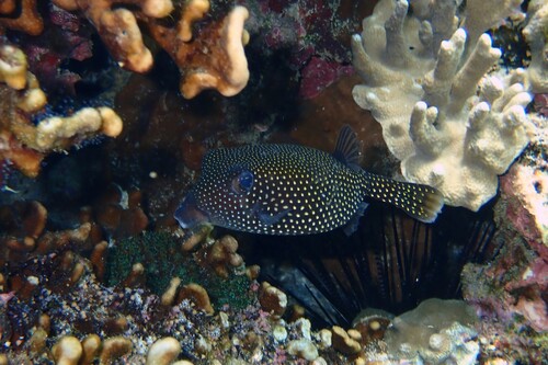 Ostracion meleagris observed 2026-10-25