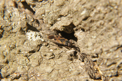 Rhyparochromus