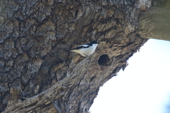 Ficedula speculigera