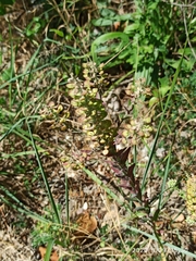 Lepidium campestre