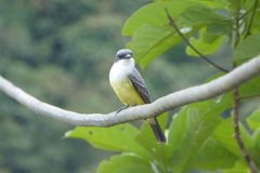 Tyrannus niveigularis