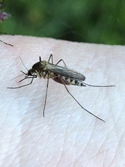 Ochlerotatus